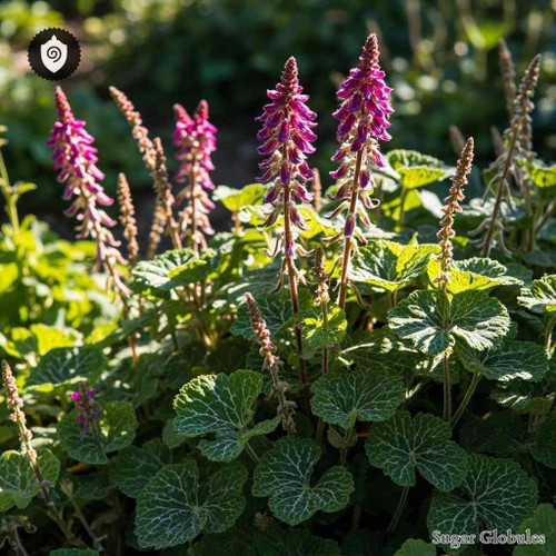 Lamium Maculatum sugar spheres in uniform pellet form for energetic homeopathic (nonmedical) dry-form presentation
