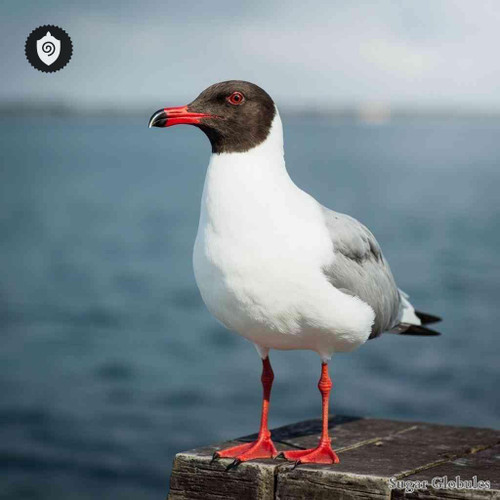 Larus Ridibundus sugar spheres in orb form for energetic homeopathic (nonmedical) dry-form presentation and physical product listing