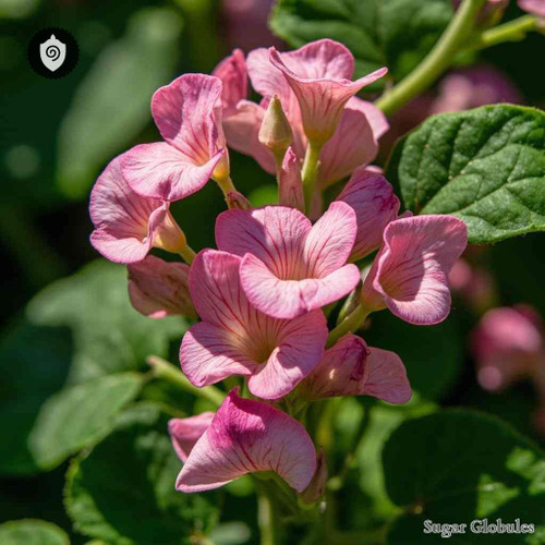 Lathyrus Japonicus sugar granules in precise pellet form for energetic homeopathic (nonmedical) dry-form presentation