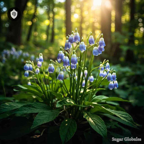 Laurentia Longitubus sugar spheres in pellet form for energetic homeopathic (nonmedical) dry storage and presentation