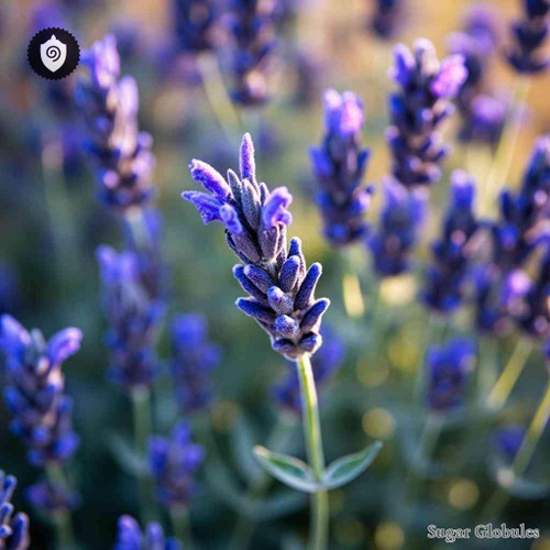 Lavandula Spica sugar spheres in precise pellet form for energetic homeopathic (nonmedical) dry-form presentation and storage