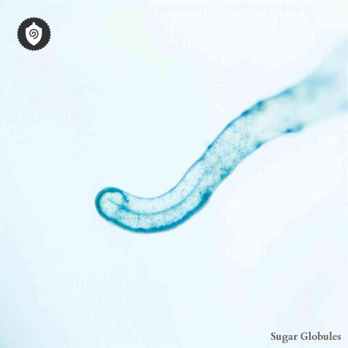 Legionella Pneumophila sugar spheres in compact orb form for energetic homeopathic (nonmedical) dry-format inventory presentation