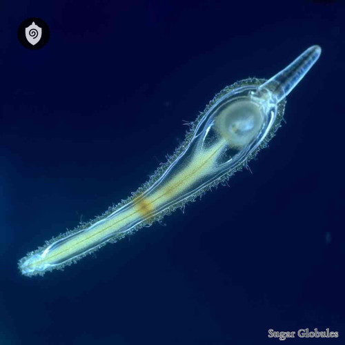 Leishmania Braziliensis sugar spheres in precise orb format for energetic homeopathic (nonmedical) physical remedy presentation