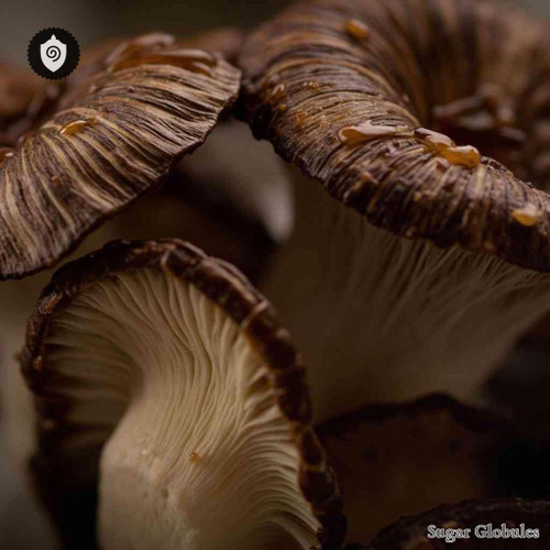 Lentinula Edodes sugar spheres in small, uniform orb form for energetic homeopathic (nonmedical) dry preparation and storage