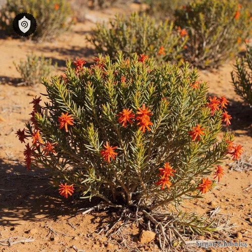 Lessertia Frutescens sugar spheres in compact orb form for energetic homeopathic (nonmedical) dry presentation and precise dosing