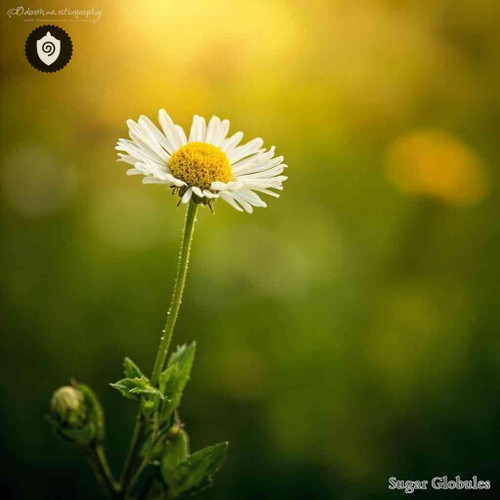 Leucanthemum Discoideum sugar spheres in uniform pellet form for energetic homeopathic (nonmedical) physical product listing