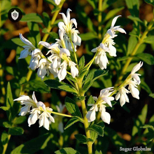 Leucas Capensis sugar spheres in uniform orb format for energetic homeopathic (nonmedical) remedy presentation and dry storage