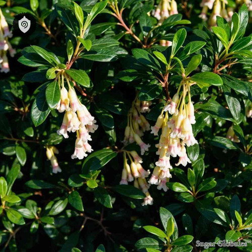 Leucothoe Fontanesiana sugar spheres in pellet form for dry-form energetic homeopathic (nonmedical) product presentation