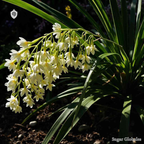 Libertia Chilensis sugar granules in uniform orb form for energetic homeopathic (nonmedical) dry-form presentation and storage