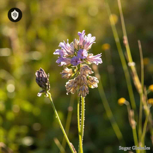 Limonium Delicatulum sugar spheres in compact orb format for energetic homeopathic (nonmedical) dry-form presentation and dosing