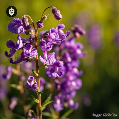 Linaria Purpurea sugar spheres in precise orb format for energetic homeopathic (nonmedical) dry-form presentation and storage