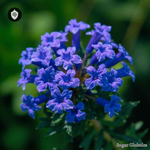 Lobelia Erinus sugar spheres in compact orb format for energetic homeopathic (nonmedical) solid presentation and dry storage