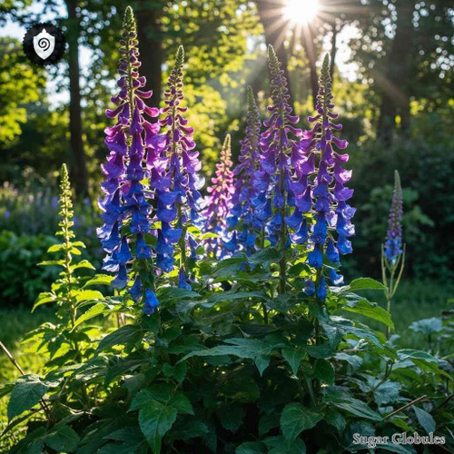 Lobelia Ilicifolia sugar spheres in uniform orb format for energetic homeopathic (nonmedical) dry-form presentation