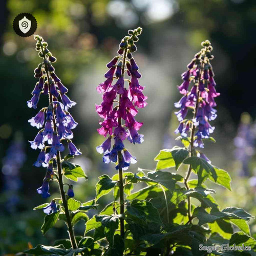 Lobelia Purpurascens sugar orbs arranged in uniform pellet form for energetic homeopathic (nonmedical) dry storage presentation