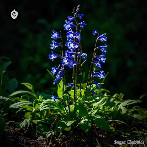 Lobelia Syphilitica sugar granules in spherical form for energetic homeopathic (nonmedical) dry storage and presentation