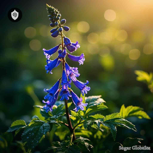 Lobelia Thapsoidea sugar orbs in precise spherical form for energetic homeopathic (nonmedical) dry format and presentation