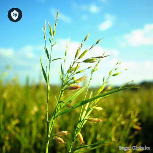 Lolium Temulentum sugar spheres in compact orb form for energetic homeopathic (nonmedical) dry-form presentation and storage