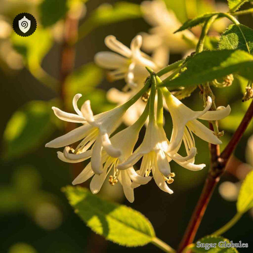 Lonicera Xylosteum sugar spheres in spherical granule form for energetic homeopathic (nonmedical) dry storage and physical presentation