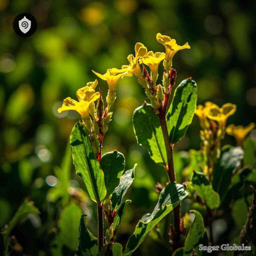 Ludwigia Peruviana sugar granules in standardized orb form for energetic homeopathic (nonmedical) physical presentation