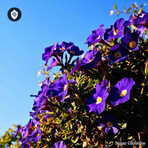 Lycianthes Rantonnetii sugar granules in orb shape for energetic homeopathic (nonmedical) dry-form presentation and storage