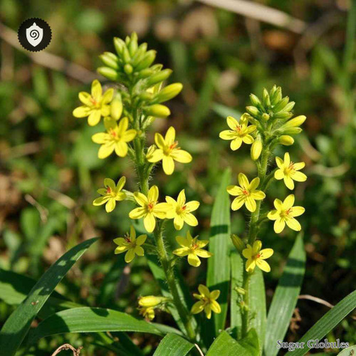 Lysimachia Ciliata sugar spheres in compact orb form for energetic homeopathic (nonmedical) dry-form presentation and storage