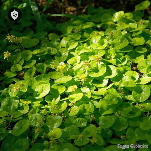 Lysimachia Nummularia sugar spheres in precise orb form for energetic homeopathic (nonmedical) dry-format presentation