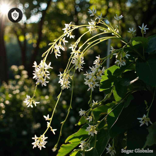 Macphersonia Gracilis sugar spheres in pellet form for energetic homeopathic (nonmedical) dry-form presentation and storage