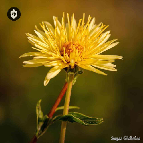 Madia Elegans sugar spheres in pellet form, standard size for energetic homeopathic (nonmedical) physical presentation and storage