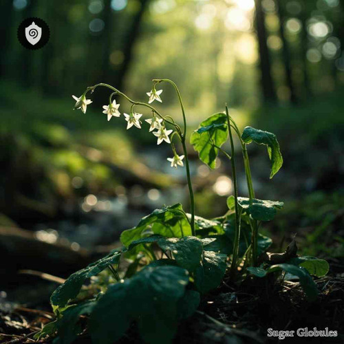 Maianthemum Tatsienense sugar spheres in precise orb form for energetic homeopathic (nonmedical) remedy presentation and dry storage