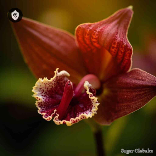 Malleola Dentifera sugar spheres in pellet form for energetic homeopathic (nonmedical) product storage and presentation