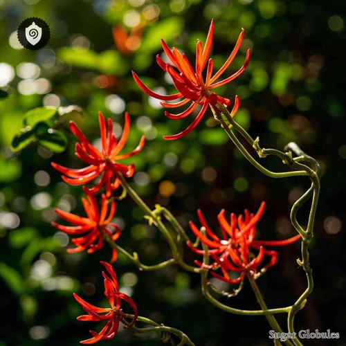 Manettia Paraguariensis sugar spheres in spherical granule format for energetic homeopathic (nonmedical) dry-form presentation