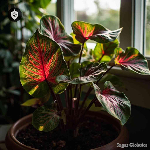 Maranta Leuconeura sugar spheres in spherical form for energetic homeopathic (nonmedical) dry-form representation and storage