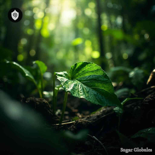 Matico sugar spheres in compact orb form for precise energetic homeopathic (nonmedical) dry-form granule presentation