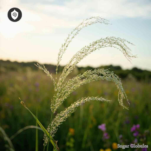 Melica Uniflora sugar orbs in compact pellet form for energetic homeopathic (nonmedical) dry-form presentation and storage