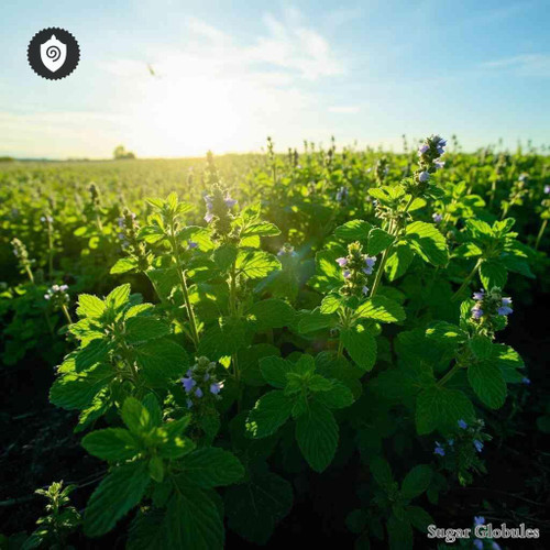 Mentha Arvensis sugar spheres in precise orb format for energetic homeopathic (nonmedical) dry-form presentation and physical dosing