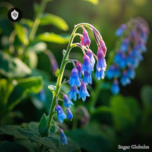 Mertensia Sibirica sugar spheres in precise orb format for energetic homeopathic (nonmedical) dry presentation and storage