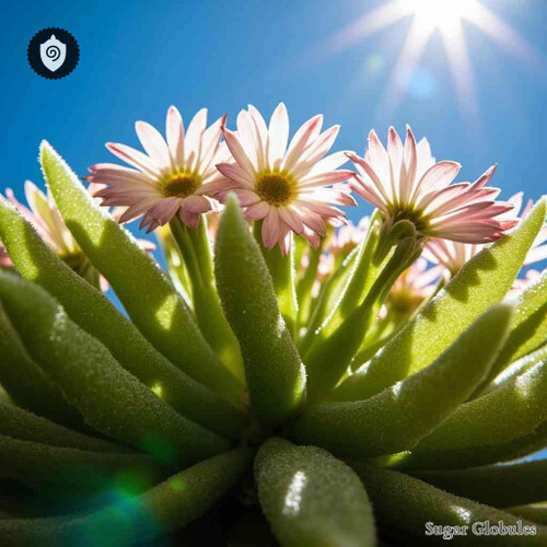 Mesembryanthemum Cristallinum sugar granules in precise orb format for energetic homeopathic (nonmedical) dry-form presentation