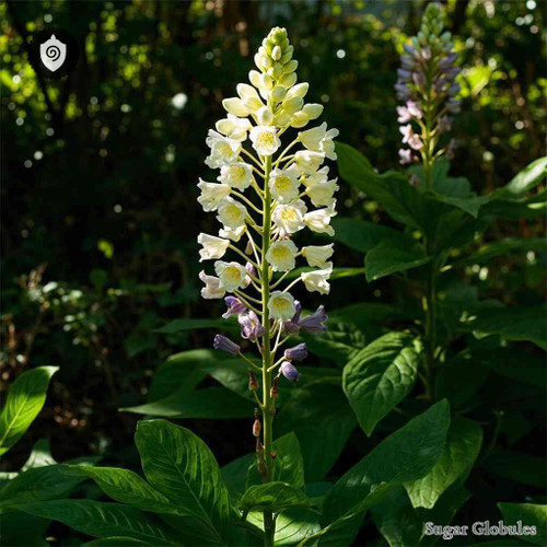 Michauxia Tchihatcheffii sugar spheres in uniform orb shape for energetic homeopathic (nonmedical) dry-form presentation