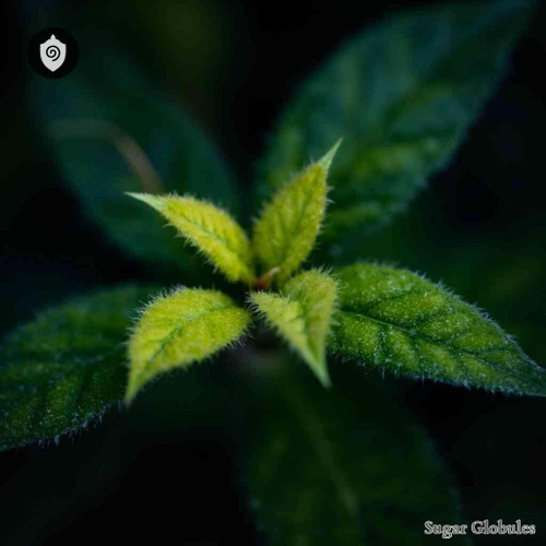 Miconia Papillosa sugar spheres in precise orb format for energetic homeopathic (nonmedical) dry-form presentation and storage