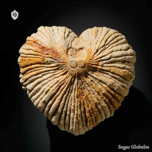 Micraster Spec. Fossilum sugar spheres in compact orb format for energetic homeopathic (nonmedical) dry-form presentation and storage