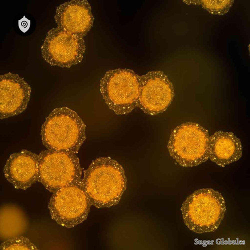 Micrococcus Neoformans sugar granules in orb format for energetic homeopathic (nonmedical) physical remedy presentation