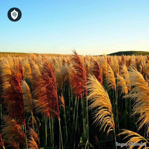 Miscanthus Sinensis sugar spheres in pellet form for energetic homeopathic (nonmedical) dry storage and precise dosing