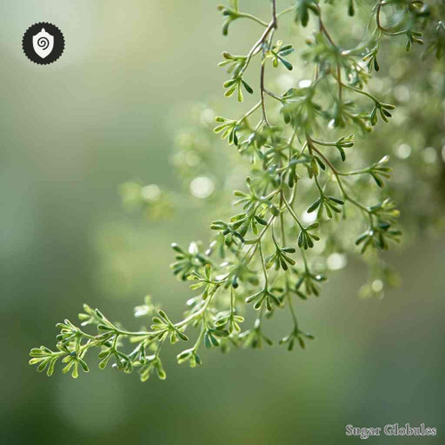 Misodendrum Oblongifolium sugar spheres in round pellet format for energetic homeopathic (nonmedical) remedy physical presentation