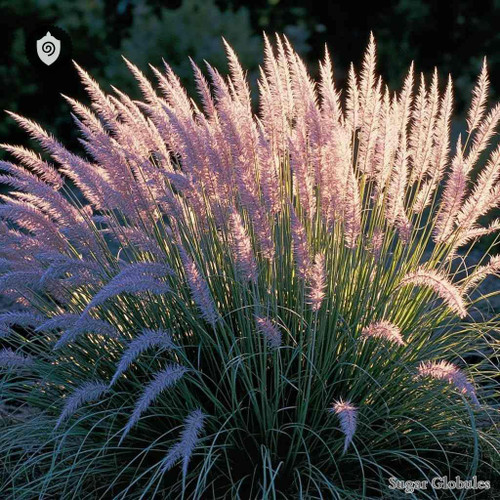 Molinia Caerulea sugar spheres in compact pellet form for energetic homeopathic (nonmedical) dry presentation and physical dosing