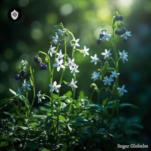 Monnina Xalapensis sugar granules in consistent orb form for physical energetic homeopathic (nonmedical) product storage