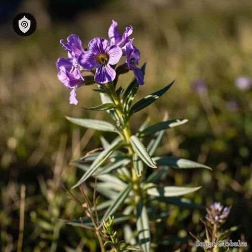 Moricandia Arvensis sugar spheres presented in standard orb form for energetic homeopathic (nonmedical) dry-form packaging