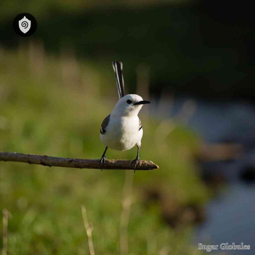 Motacilla Alba sugar spheres in uniform orb format for energetic homeopathic (nonmedical) dry-form presentation and storage
