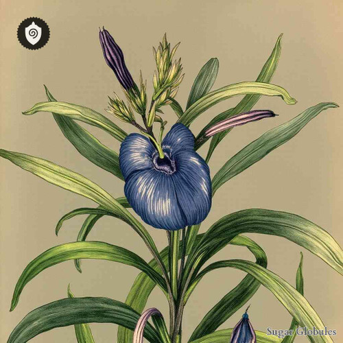 Muscarinum Sulfuricum sugar granules in precise orb format for energetic homeopathic (nonmedical) dry-form presentation and storage