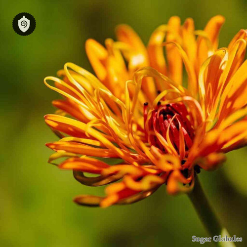 Mutisia Decurrens sugar spheres in uniform pellet form for energetic homeopathic (nonmedical) dry-form presentation and distribution