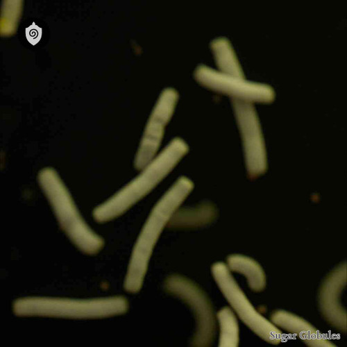 Mycobacterium Avium Paratuberculosis sugar spheres in precise orb format for energetic homeopathic (nonmedical) dry-form presentation